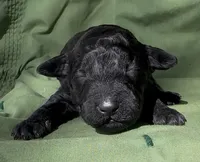 Armor , a male Schnoodle for sale in Hamilton, TX – Photo 1 of 2