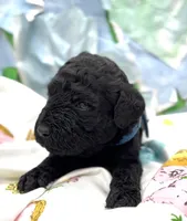 Armor , a male Schnoodle for sale in Hamilton, TX – Photo 5 of 7