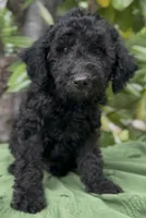 Armor , a male Schnoodle for sale in Hamilton, TX – 2 of 9