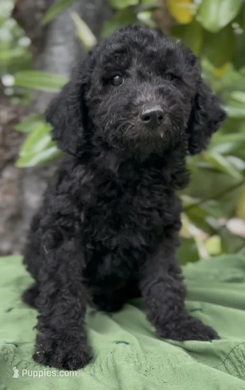 Armor  – Schnoodle puppy for sale in Hamilton, TX