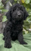 Armor , a male Schnoodle for sale in Hamilton, TX – 1 of 9