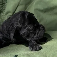Armor , a male Schnoodle for sale in Hamilton, TX – Photo 7 of 7