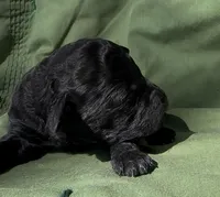Armor , a male Schnoodle for sale in Hamilton, TX – Photo 2 of 2