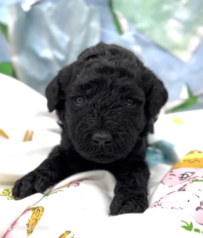 Armor  – Schnoodle puppy for sale in Hamilton, TX