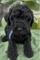 Armor , a male Schnoodle for sale in Hamilton, TX – Photo 2 of 7