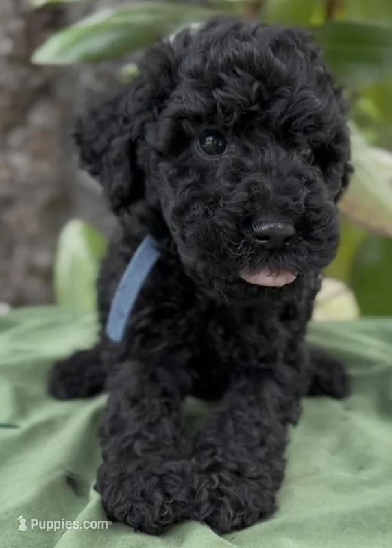 Armor  – Schnoodle puppy for sale in Hamilton, TX