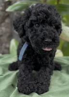 Armor , a male Schnoodle for sale in Hamilton, TX – Photo 1 of 7