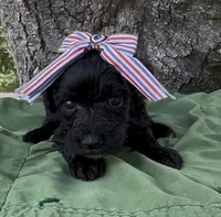 Zelda, a female Schnoodle for sale in Hamilton, TX – 4 of 6