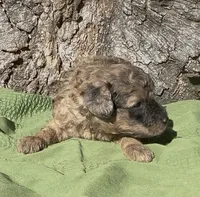 Presley, a male Schnoodle for sale in Hamilton, TX – 3 of 3