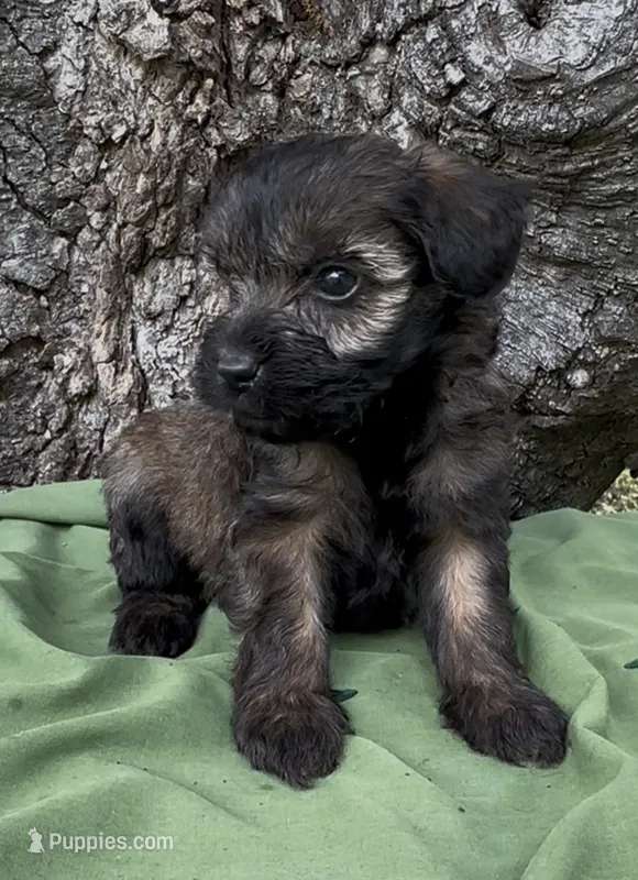 Zachary – Schnoodle puppy for sale in Hamilton, TX