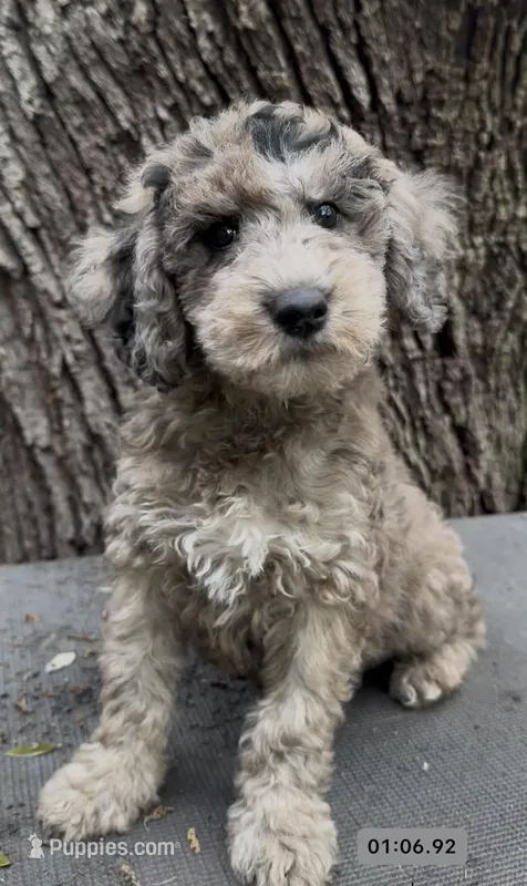 Aunika  – Schnoodle puppy for sale in Hamilton, TX