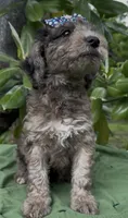 Aunika , a female Schnoodle for sale in Hamilton, TX – Photo 2 of 2