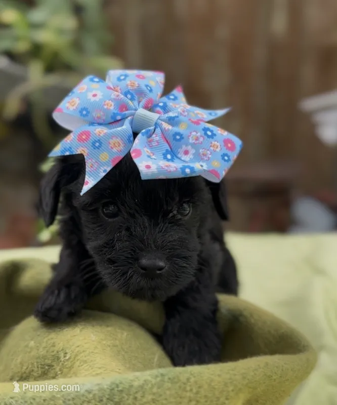 Frances – Schnoodle puppy for sale in Hamilton, TX