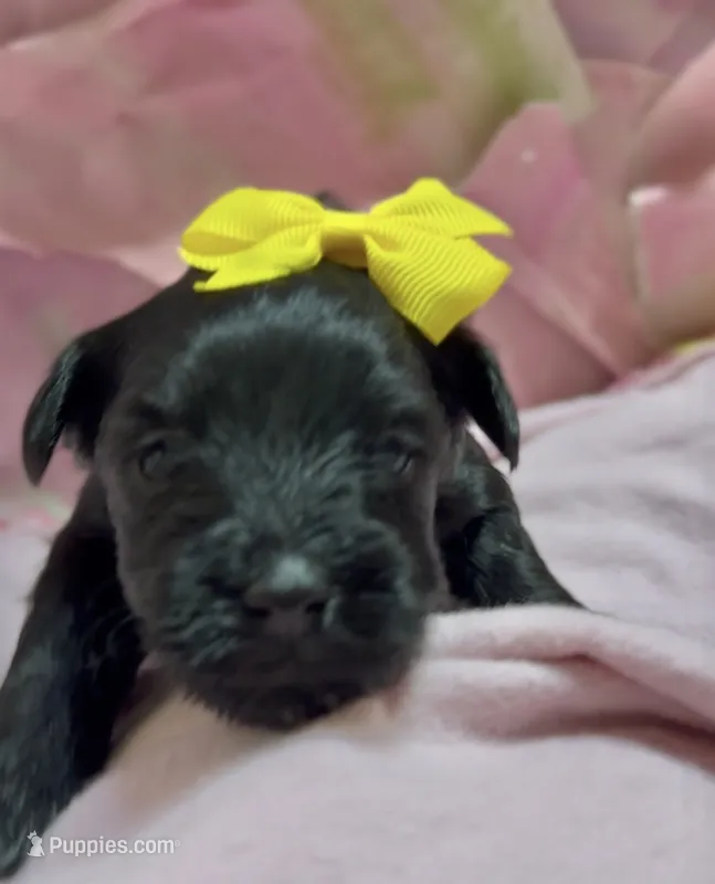 Shirley  – Schnoodle puppy for sale in Hamilton, TX
