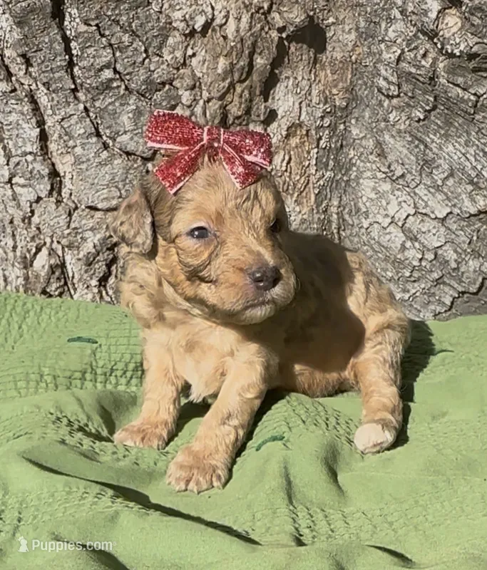Poppy, a female Schnoodle for sale in Hamilton, TX – 1 of 1