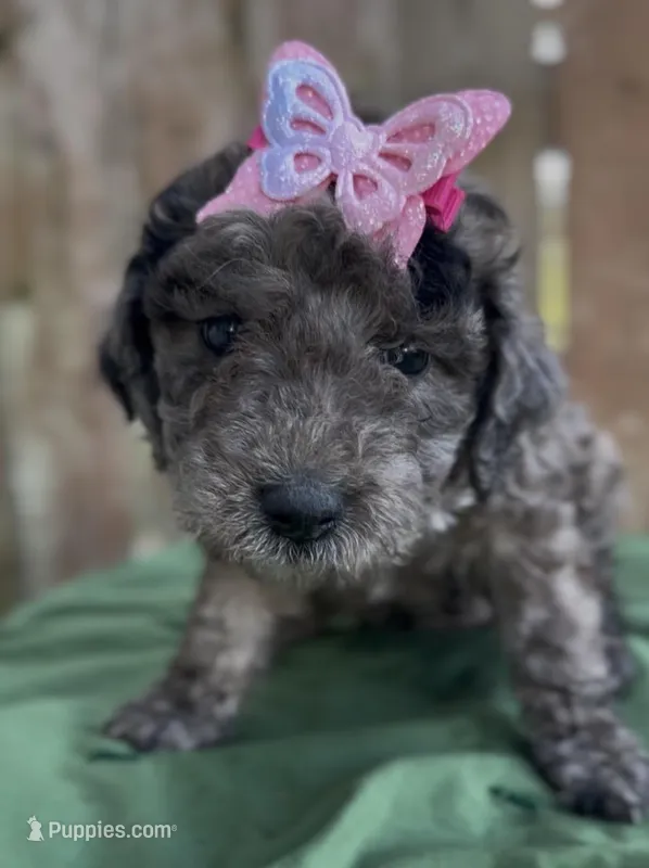 Aunika  – Schnoodle puppy for sale in Hamilton, TX