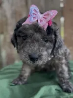 Aunika , a female Schnoodle for sale in Hamilton, TX – Photo 2 of 8