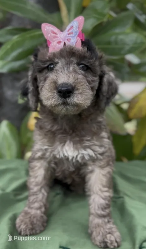 Aunika  – Schnoodle puppy for sale in Hamilton, TX