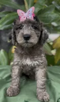 Aunika , a female Schnoodle for sale in Hamilton, TX – Photo 1 of 8