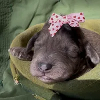 Aunika , a female Schnoodle for sale in Hamilton, TX – Photo 7 of 8