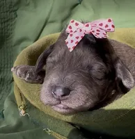 Aunika , a female Schnoodle for sale in Hamilton, TX – Photo 2 of 3