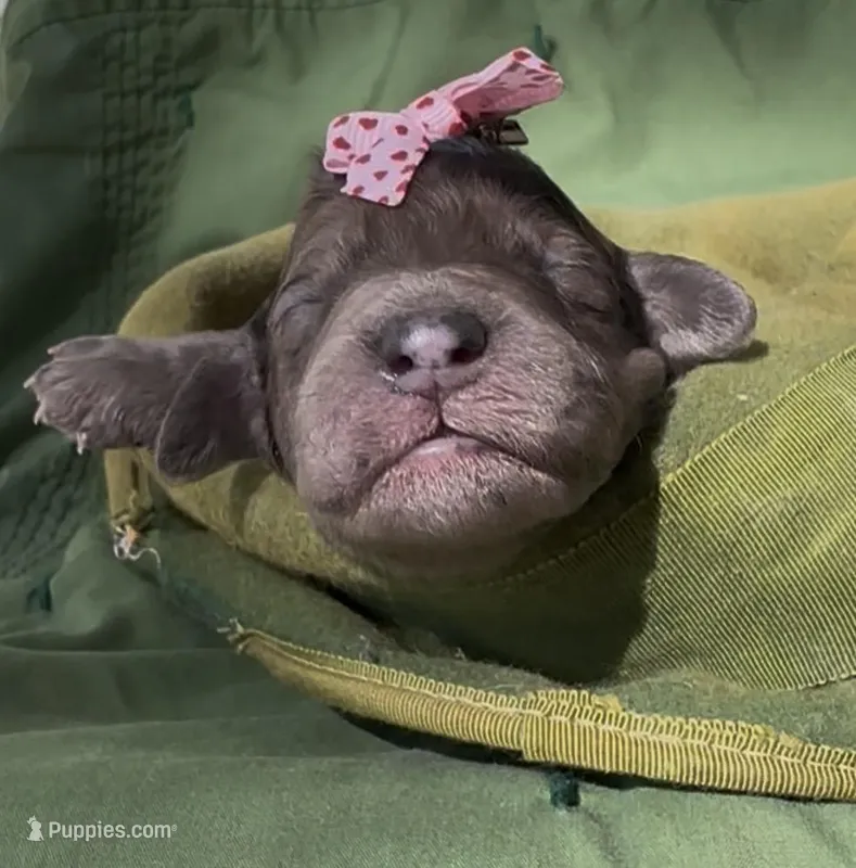 Aunika , a female Schnoodle for sale in Hamilton, TX – Photo 1 of 3