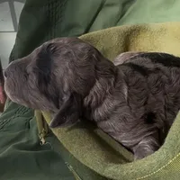 Aunika , a female Schnoodle for sale in Hamilton, TX – Photo 8 of 8