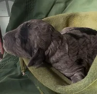 Aunika , a female Schnoodle for sale in Hamilton, TX – Photo 3 of 3
