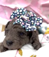 Aunika , a female Schnoodle for sale in Hamilton, TX – Photo 5 of 8