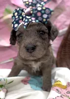 Aunika , a female Schnoodle for sale in Hamilton, TX – Photo 3 of 8