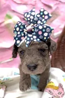 Aunika , a female Schnoodle for sale in Hamilton, TX – Photo 4 of 8