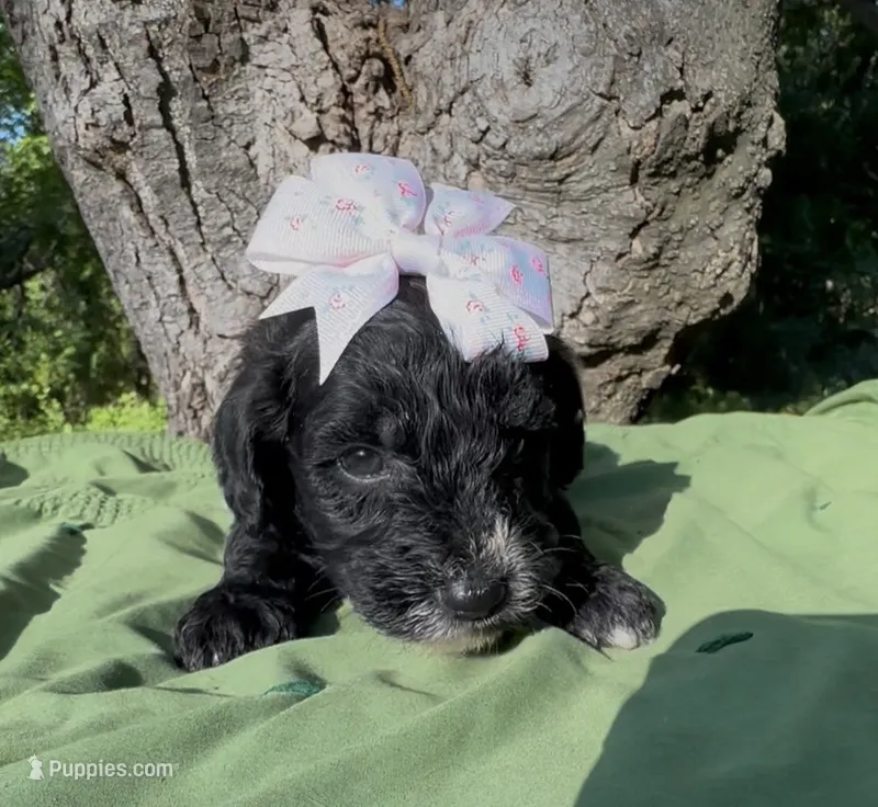 Zara – Schnoodle puppy for sale in Hamilton, TX