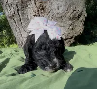 Zara, a female Schnoodle for sale in Hamilton, TX – 1 of 3