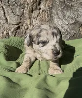 Preston , a male Schnoodle for sale in Hamilton, TX – 2 of 3
