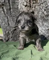 Zaid , a male Schnoodle for sale in Hamilton, TX – 2 of 3