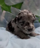 Harvey, a male Schnoodle for sale in Hamilton, TX – 3 of 3