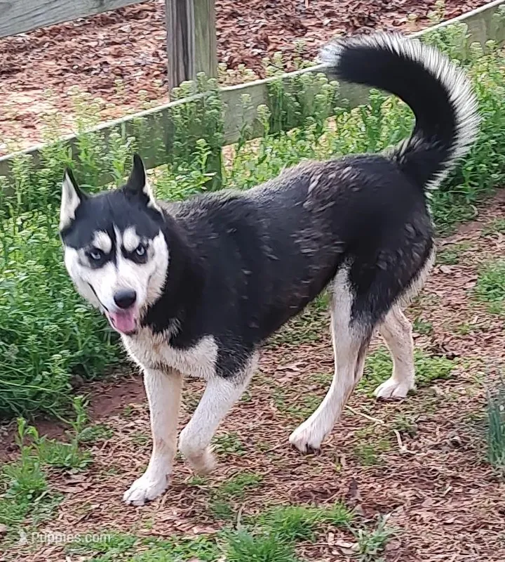 Mandy – Siberian Husky puppy for sale in Martinsville, VA