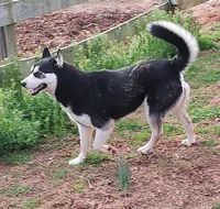 Mandy, a female Siberian Husky for sale in Martinsville, VA – Photo 3 of 6