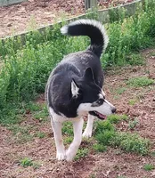 Mandy, a female Siberian Husky for sale in Martinsville, VA – Photo 4 of 6