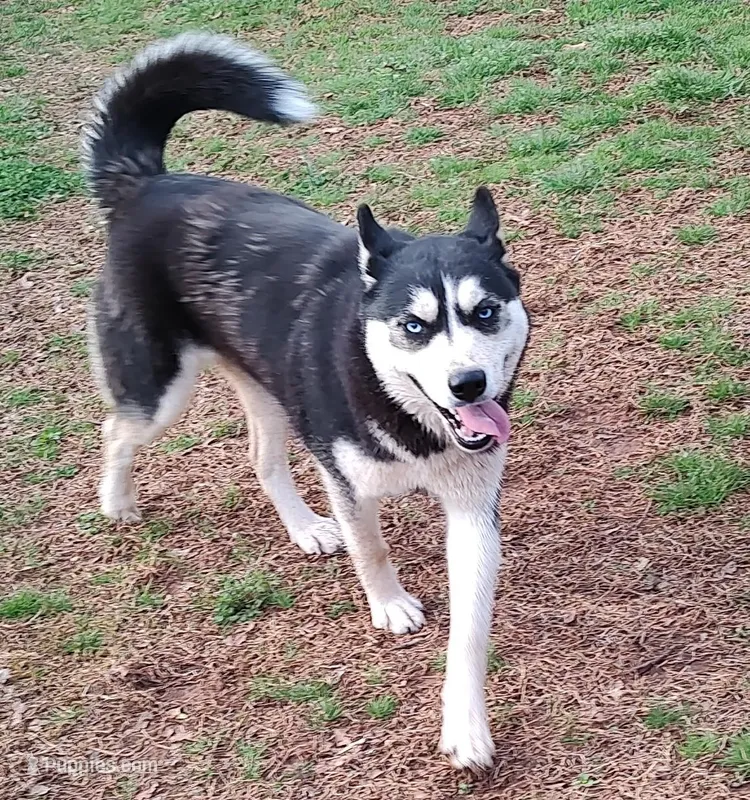 Mandy – Siberian Husky puppy for sale in Martinsville, VA