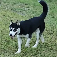 Mandy, a female Siberian Husky for sale in Martinsville, VA – Photo 6 of 6