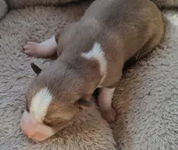 processed/b3855e0e-d49e-4cb9-92c8-9dc77e208558/listing/0a91e248-bccf-46ba-87d6-627c73a3125e/3fdf7f81-331a-408f-a9e7-49703aa61aa6