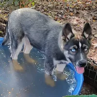 Lyndy, a female Siberian Husky for sale in Martinsville, VA – Photo 3 of 10