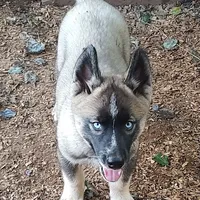 Lyndy, a female Siberian Husky for sale in Martinsville, VA – Photo 10 of 10