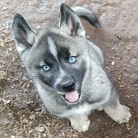 Lyndy, a female Siberian Husky for sale in Martinsville, VA – Photo 9 of 10