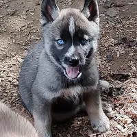 Lyndy, a female Siberian Husky for sale in Martinsville, VA – Photo 8 of 10