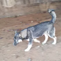 Lyndy, a female Siberian Husky for sale in Martinsville, VA – Photo 4 of 10