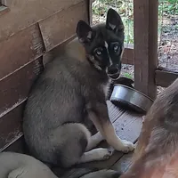 Lyndy, a female Siberian Husky for sale in Martinsville, VA – Photo 5 of 10
