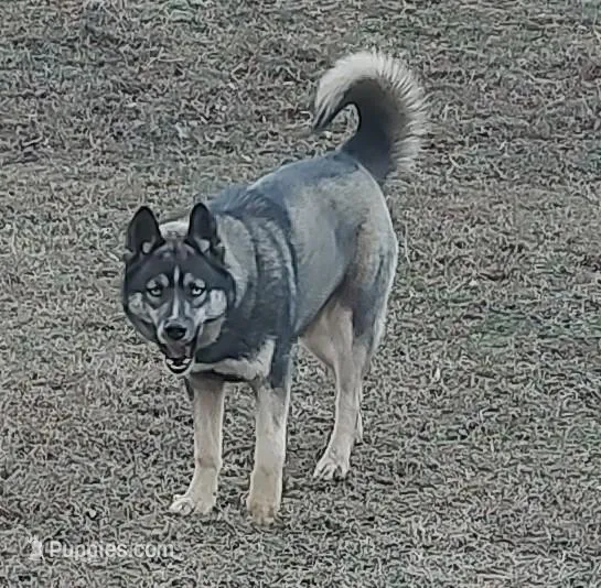 Lyndy – Siberian Husky puppy for sale in Martinsville, VA