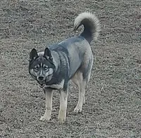 Lyndy, a female Siberian Husky for sale in Martinsville, VA – Photo 1 of 10